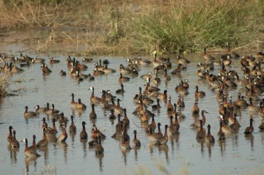 Beyaz yüzlü ıslık çalan ördekler Dendrocygna viduata. Oiseaux du Djoudj Ulusal Parkı. Saint-Louis 'de. Senegal.
