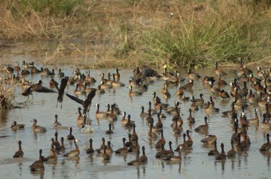 Beyaz yüzlü ıslık çalan ördekler Dendrocygna viduata. Oiseaux du Djoudj Ulusal Parkı. Saint-Louis 'de. Senegal.