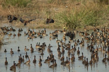 Beyaz yüzlü ıslık çalan ördekler Dendrocygna viduata. Oiseaux du Djoudj Ulusal Parkı. Saint-Louis 'de. Senegal.
