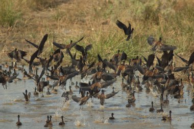 Beyaz yüzlü ıslık çalan ördekler Dendrocygna viduata uçuyor. Oiseaux du Djoudj Ulusal Parkı. Saint-Louis 'de. Senegal.
