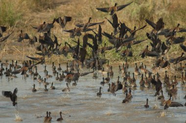 Beyaz yüzlü ıslık çalan ördekler Dendrocygna viduata uçuyor. Oiseaux du Djoudj Ulusal Parkı. Saint-Louis 'de. Senegal.