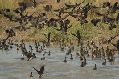 Beyaz yüzlü ıslık çalan ördekler Dendrocygna viduata uçuyor. Oiseaux du Djoudj Ulusal Parkı. Saint-Louis 'de. Senegal.