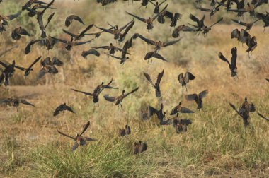 Beyaz yüzlü ıslık çalan ördekler Dendrocygna viduata uçuyor. Oiseaux du Djoudj Ulusal Parkı. Saint-Louis 'de. Senegal.