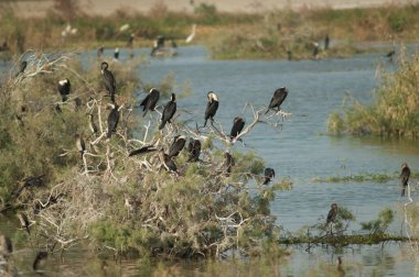 Ağaçtaki büyük karabataklar Phalacrocorax karbonhidrat. Oiseaux du Djoudj Ulusal Parkı. Saint-Louis 'de. Senegal.