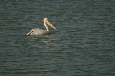 Büyük beyaz pelikan Pelecanus onocrotalus. Oiseaux du Djoudj Ulusal Parkı. Saint-Louis 'de. Senegal.