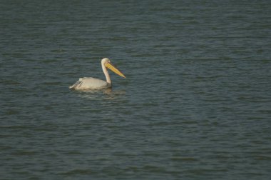 Büyük beyaz pelikan Pelecanus onocrotalus. Oiseaux du Djoudj Ulusal Parkı. Saint-Louis 'de. Senegal.
