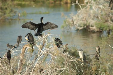 Büyük karabataklar, kamış karabatakları ve siyah taçlı gece balıkçıl. Oiseaux du Djoudj Ulusal Parkı. Saint-Louis 'de. Senegal.