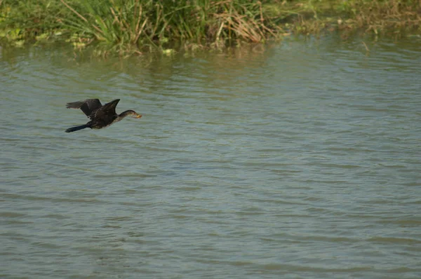 Reed Cormorant Microcarbo Africanus Com Peixe Parque Nacional Oiseaux Djoudj — Fotografia de Stock