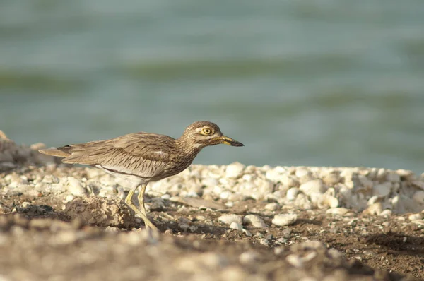 Senegal Burhinus Senegalensis Joelho Grosso Parque Nacional Oiseaux Djoudj Saint — Fotografia de Stock