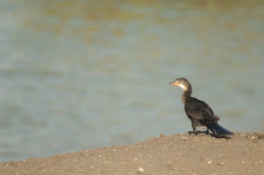 Reed karabatak mikrokarbonat afrikanus. Oiseaux du Djoudj Ulusal Parkı. Saint-Louis 'de. Senegal.