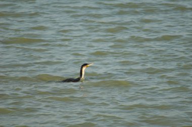 Göldeki büyük karabatak Phalacrocorax karbonu. Oiseaux du Djoudj Ulusal Parkı. Saint-Louis 'de. Senegal.