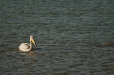 Büyük beyaz pelikan Pelecanus onocrotalus. Oiseaux du Djoudj Ulusal Parkı. Saint-Louis 'de. Senegal.
