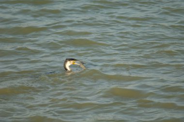 Büyük karabatak Phalacrocorax karbonhidratlı yayın balığı. Oiseaux du Djoudj Ulusal Parkı. Saint-Louis 'de. Senegal.
