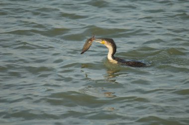Büyük karabatak Phalacrocorax karbonhidratlı yayın balığı. Oiseaux du Djoudj Ulusal Parkı. Saint-Louis 'de. Senegal.