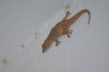 Gecko ve örümcek ağlarının tepesinde saklanıyor. Tambacounda. Senegal.