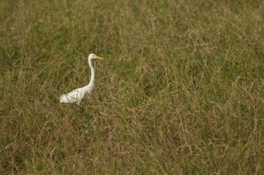 Bir çayırda orta düzeyde balıkçıl Ardea intermedya. Niokolo Koba Ulusal Parkı. Tambacounda. Senegal.
