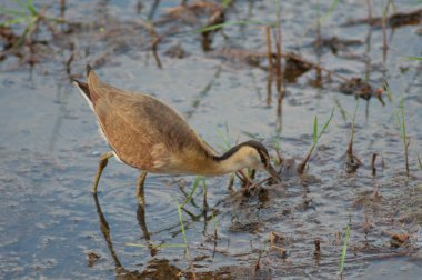 Olgunlaşmamış Afrikalı Jacana Actophilornis africanus. Niokolo Koba Ulusal Parkı. Tambacounda. Senegal.