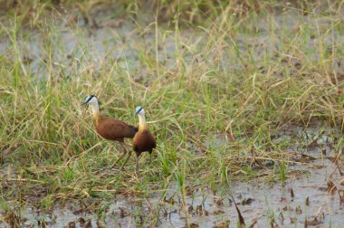 Bir çift Afrika jakuzisi Actophilornis africanus. Niokolo Koba Ulusal Parkı. Tambacounda. Senegal.