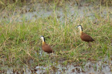 Bir çift Afrika jakuzisi Actophilornis africanus. Niokolo Koba Ulusal Parkı. Tambacounda. Senegal.