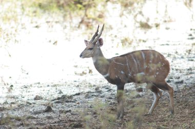 Male bushbuck Tragelaphus scriptus in Niokolo Koba National Park. Tambacounda. Senegal. clipart