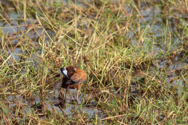 Afrikalı Jacana Actophilornis africanus preening. Niokolo Koba Ulusal Parkı. Tambacounda. Senegal.
