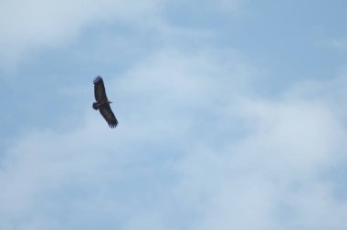 Kapüşonlu akbaba Necrosyrtes monachus uçuyor. Niokolo Koba Ulusal Parkı. Tambacounda. Senegal.