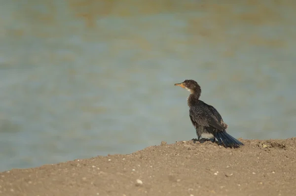 Reed Cormorant Microcarbo Africanus Parque Nacional Oiseaux Djoudj Saint Louis — Fotografia de Stock