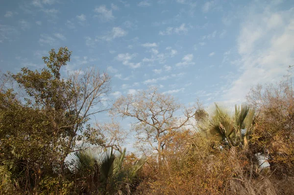 Floresta Nuvens Parque Nacional Niokolo Koba Tambacounda Senegal — Fotografia de Stock