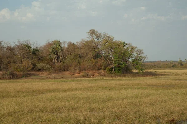 Rét Erdő Niokolo Koba Nemzeti Parkban Tambacounda Vagyok Szenegál — Stock Fotó