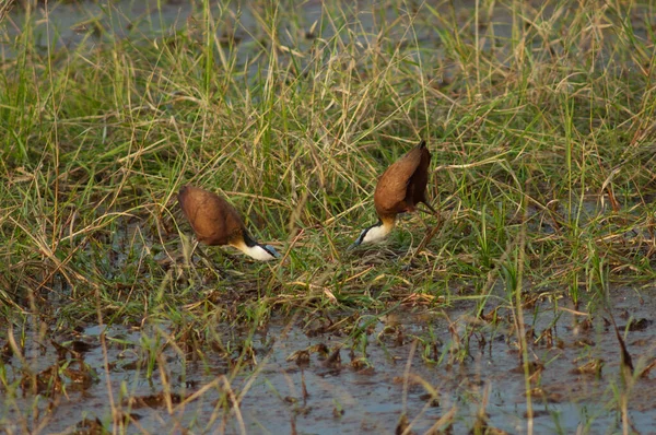 非洲紫锥菊 Actophilornis Africanus Niokolo Koba国家公园 Tambacounda 塞内加尔 — 图库照片