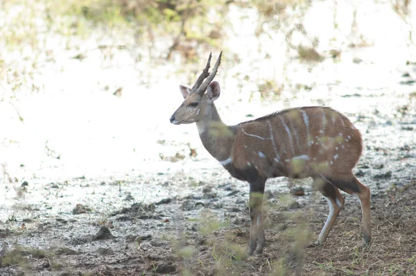 Mężczyzna Bushbuck Tragelaphus Scriptus Parku Narodowym Niokolo Koba Tambacounda Senegal — Zdjęcie stockowe