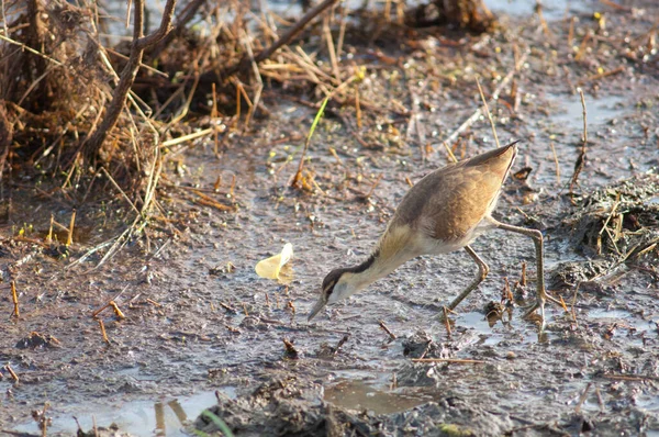 Африканская Якана Actophilornis Africanus Ищет Пищу Незрелый Национальный Парк Ниоколо — стоковое фото