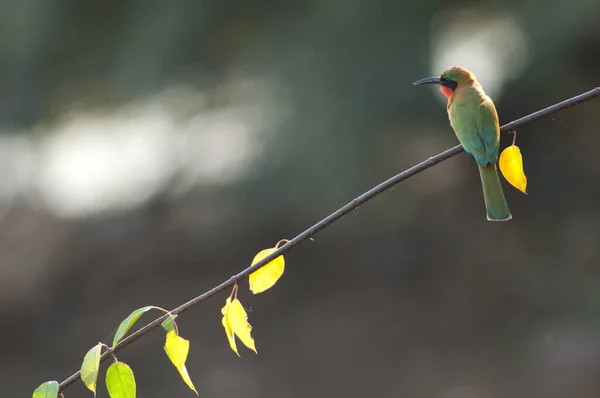 Red Throated Bee Eater Merops Bulocki Branch Niokolo Koba National — Stockfoto