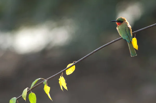 Red Throated Bee Eater Merops Bulocki Branch Niokolo Koba National — Stockfoto