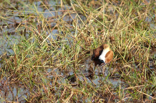 Africano Jacana Actophilornis Africanus Preening Parque Nacional Niokolo Koba Tambacounda — Fotografia de Stock