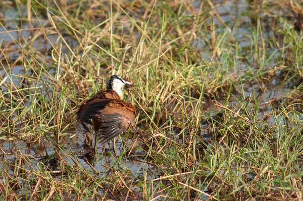 Africano Jacana Actophilornis Africanus Esticando Suas Asas Parque Nacional Niokolo — Fotografia de Stock