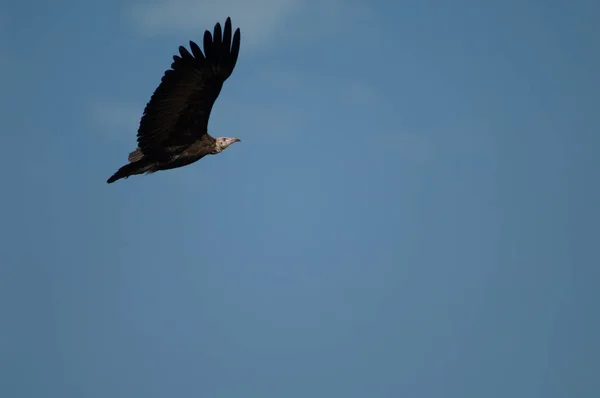 Hooded Vulture Necrosyrtes Monachus Flight Niokolo Koba National Park Tambacounda — Stock Photo, Image