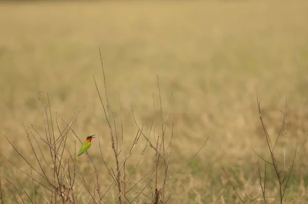 Comedor Abelhas Garganta Vermelha Merops Bulocki Chamando Parque Nacional Niokolo — Fotografia de Stock