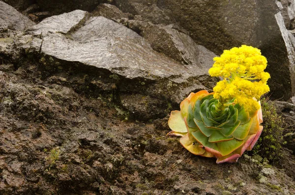 Plant Aeonium Aureum Flower Alajero Gomera Canary Islands Spain — Stockfoto
