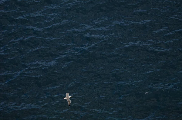 Gelbfußmöwe Larus Michaellis Atlantis Flug Tecina San Sebastian Gomera Gomera — Stockfoto