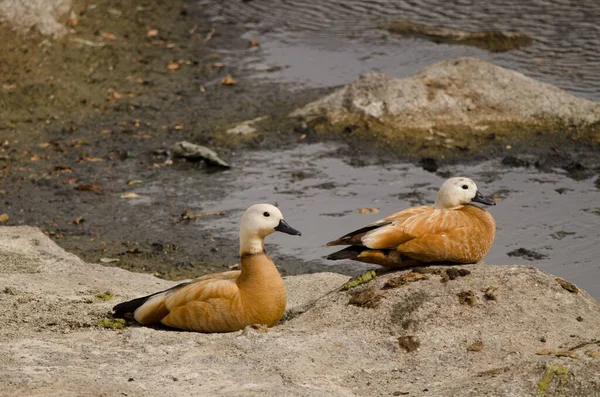 Pair Ruddy Shelducks Tadorna Ferruginea Resting Tecina San Sebastian Gomera — 스톡 사진