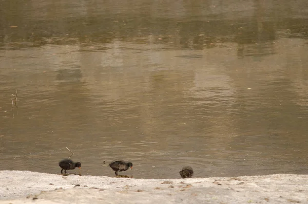 Chicks Eurasian Common Moorhen Gallinula Chloropus Chloropus Tecina San Sebastian — Fotografia de Stock