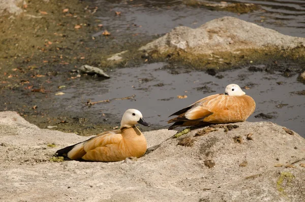 Pair Ruddy Shelducks Tadorna Ferruginea Resting Tecina San Sebastian Gomera — Stockfoto