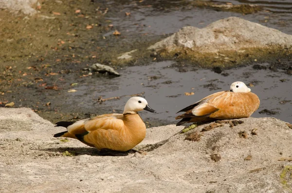 Pair Ruddy Shelducks Tadorna Ferruginea Resting Tecina San Sebastian Gomera — Stok fotoğraf