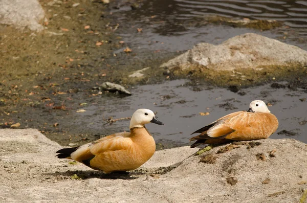 Pair Ruddy Shelducks Tadorna Ferruginea Resting Tecina San Sebastian Gomera — Foto de Stock