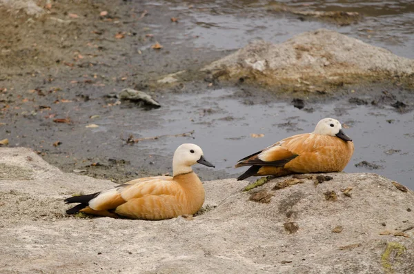 Pair Ruddy Shelducks Tadorna Ferruginea Resting Tecina San Sebastian Gomera — Foto de Stock