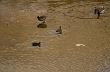 Avrasya tavuğu Gallinula kloropus kloropus ve yavruları. Tecina. San Sebastian de La Gomera. La Gomera. Kanarya Adaları. İspanya.