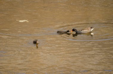 Avrasya tavuğu Gallinula kloropus kloropusu yavrularından birini besliyor. Tecina. San Sebastian de La Gomera. La Gomera. Kanarya Adaları. İspanya.