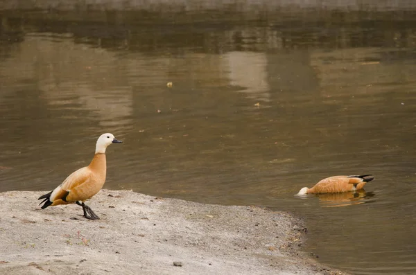 Pair Ruddy Shelducks Tadorna Ferruginea Tecina San Sebastian Gomera Gomera — Fotografia de Stock