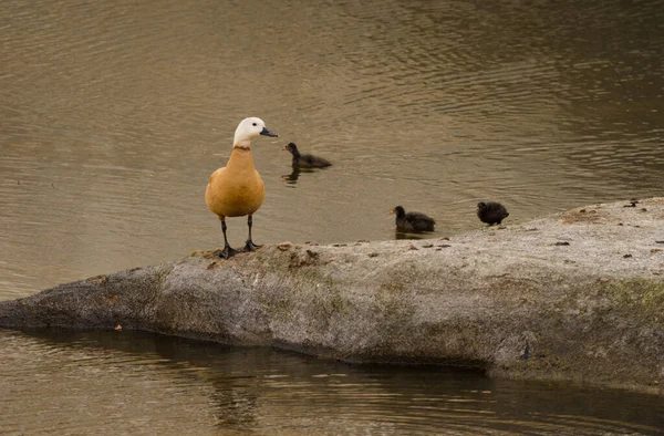 Ruddy Shelduck Tadorna Ferruginea Chicks Eurasian Common Moorhen Gallinula Chloropus — Fotografia de Stock